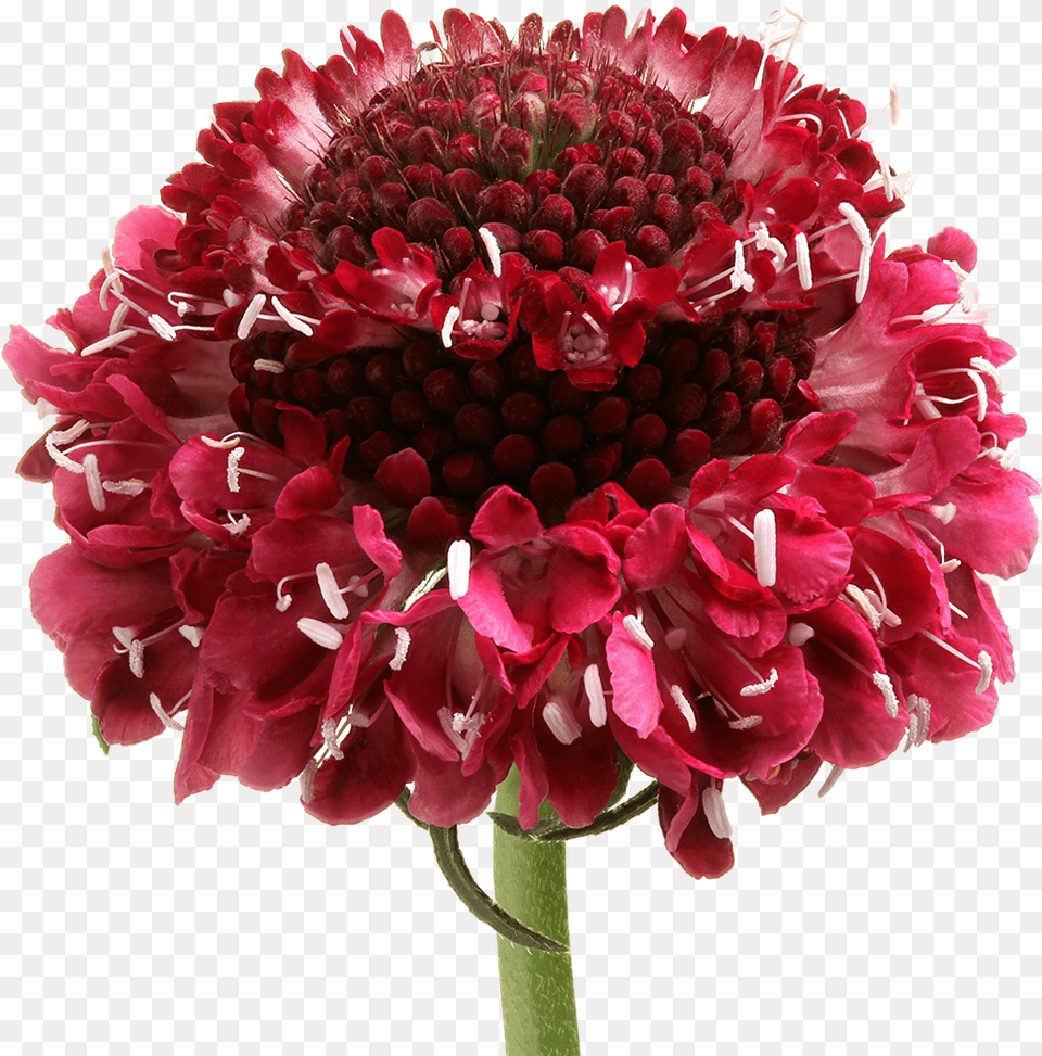 Bouquet, Dahlia, Flower, Petal, Plant Free Png