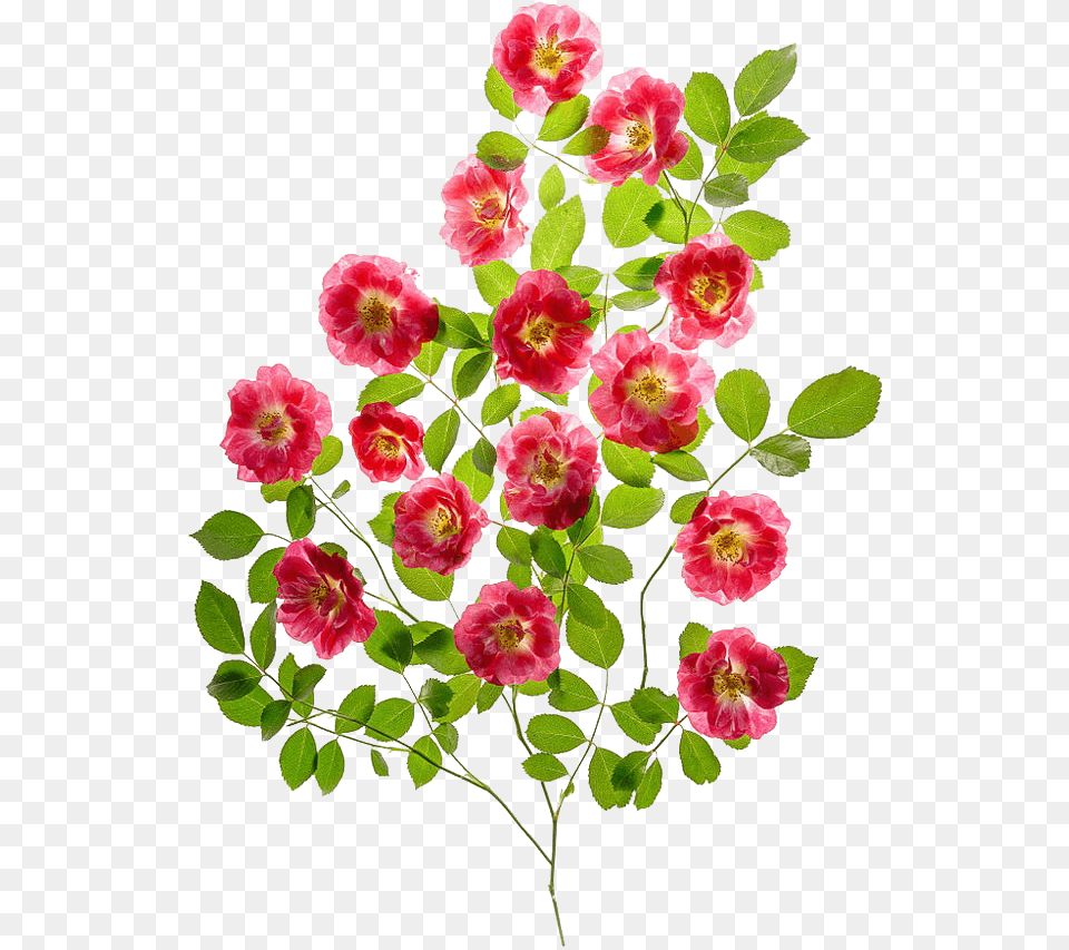 Bouquet, Flower, Petal, Plant, Leaf Png Image