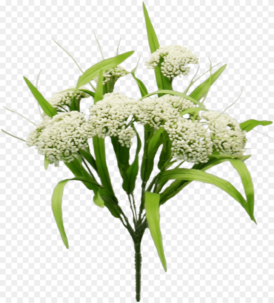 Bouquet, Apiaceae, Flower, Plant, Flower Arrangement Png