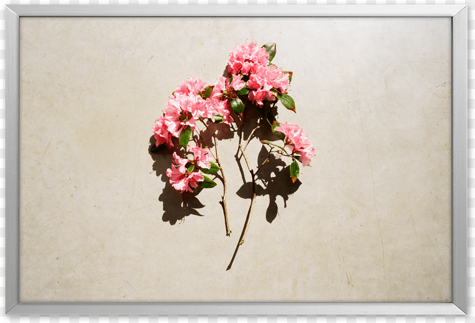 Bouquet, Flower, Flower Arrangement, Flower Bouquet, Geranium Free Png Download
