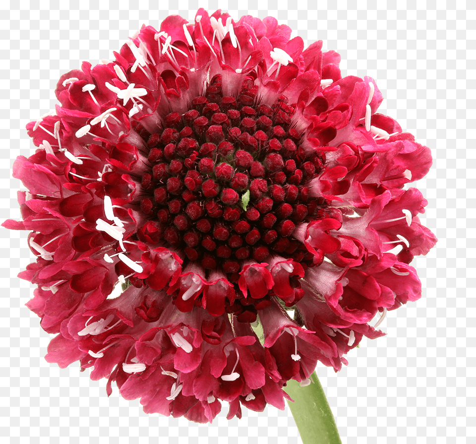 Bouquet, Dahlia, Flower, Petal, Plant Free Transparent Png
