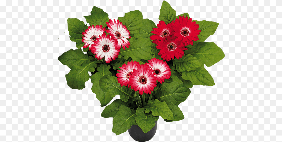 Bouquet, Plant, Flower Bouquet, Flower Arrangement, Flower Png