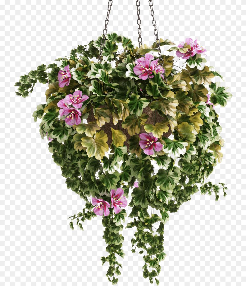 Bouquet, Geranium, Potted Plant, Flower, Flower Arrangement Png Image
