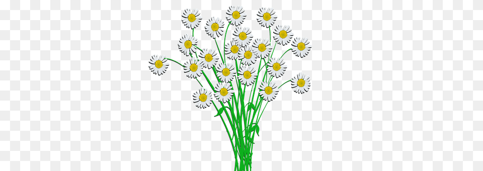 Bouquet Daisy, Flower, Plant Free Png