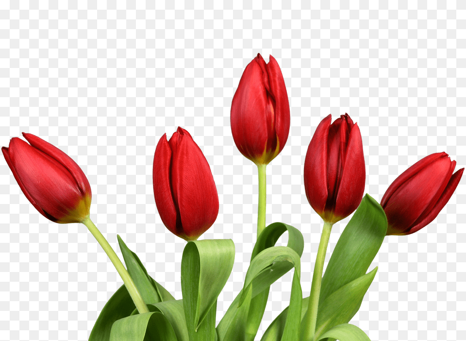 Bouquet, Flower, Plant, Tulip Free Transparent Png