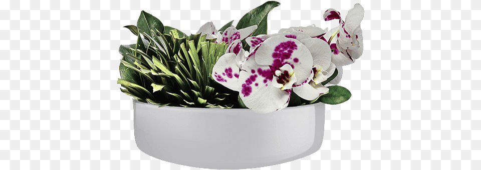 Bouquet, Flower, Flower Arrangement, Plant, Potted Plant Free Transparent Png