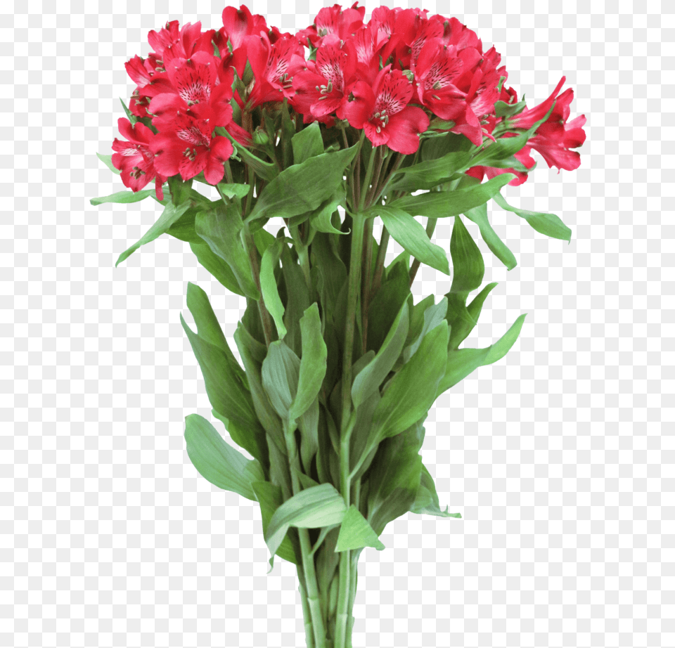 Bouquet, Flower, Flower Arrangement, Flower Bouquet, Geranium Png