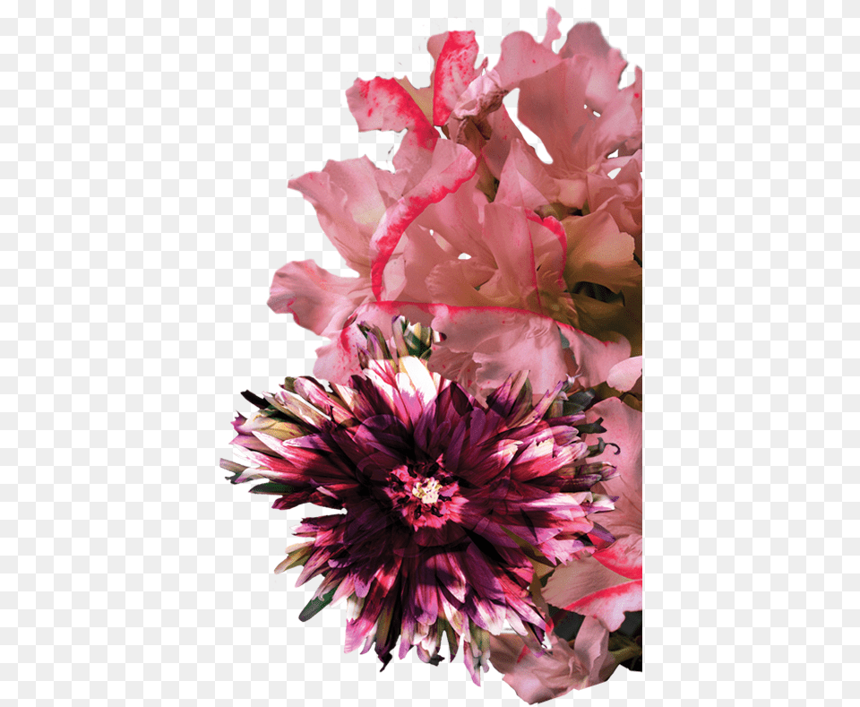 Bouquet, Flower, Flower Arrangement, Flower Bouquet, Geranium Free Png