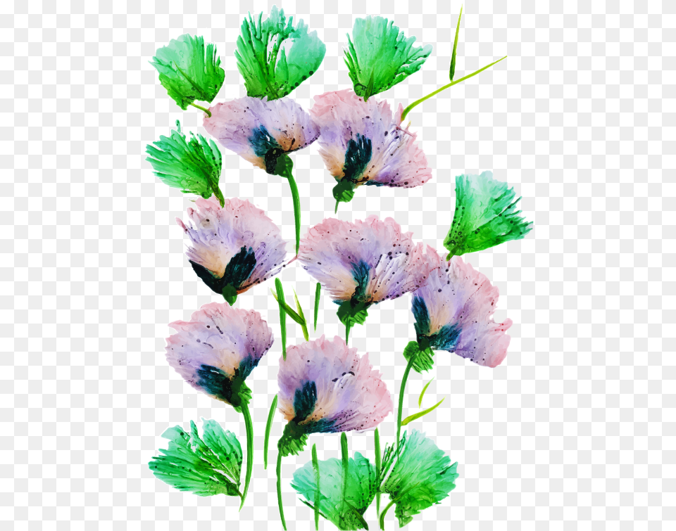 Bouquet, Flower, Plant, Petal, Geranium Png Image