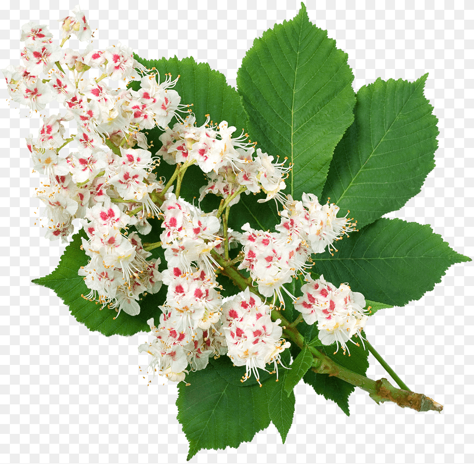 Bouquet, Flower, Leaf, Plant, Flower Arrangement Png
