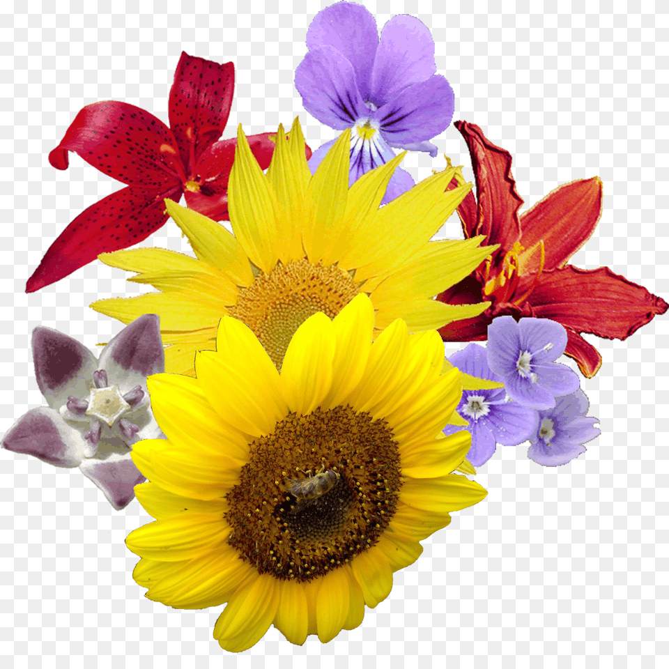 Bouquet, Plant, Petal, Flower, Sunflower Free Png Download