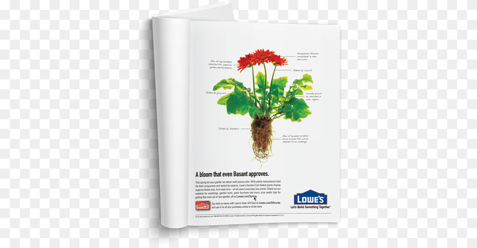 Bouquet, Herbal, Herbs, Plant, Advertisement Free Png Download