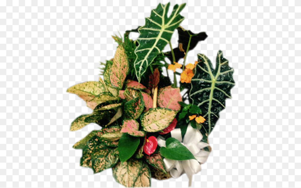 Bouquet, Flower, Flower Arrangement, Flower Bouquet, Leaf Free Png