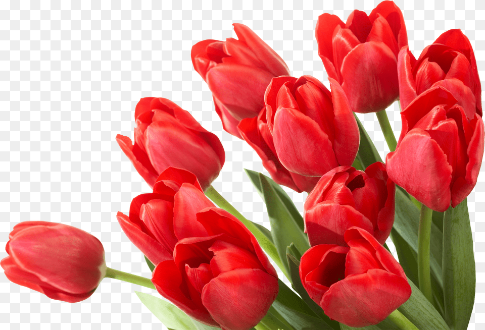 Bouquet, Flower, Plant, Tulip, Rose Png