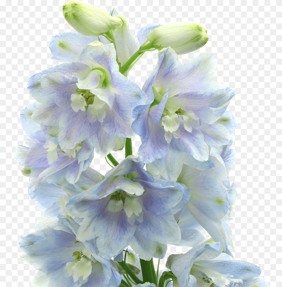 Bouquet, Flower, Plant, Gladiolus Png Image