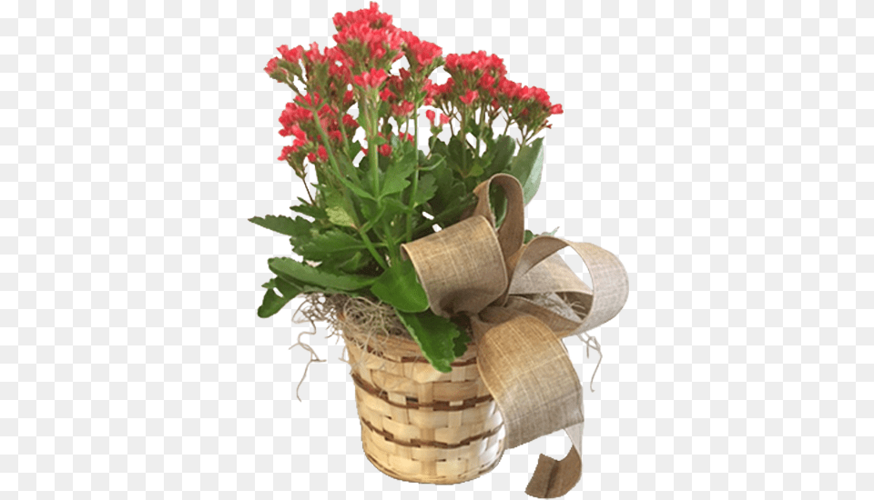Bouquet, Flower, Potted Plant, Plant, Flower Bouquet Png