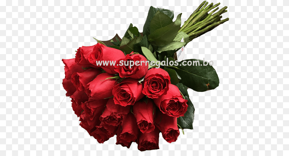 Bouquet De 24 Rosas Garden Roses, Flower, Flower Arrangement, Flower Bouquet, Plant Png Image