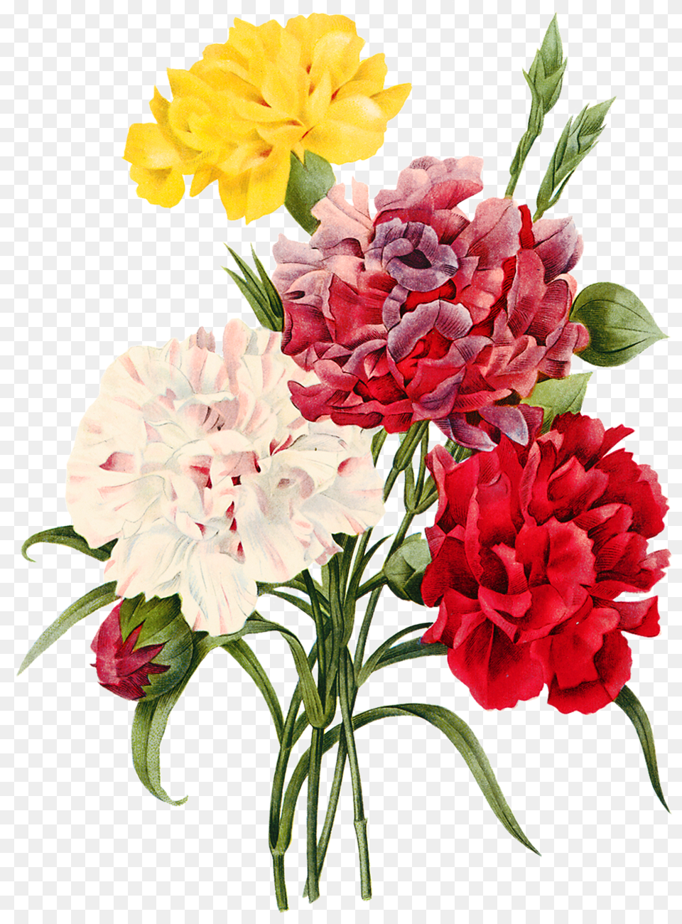 Bouquet De Rosas, Carnation, Flower, Plant, Rose Free Png Download