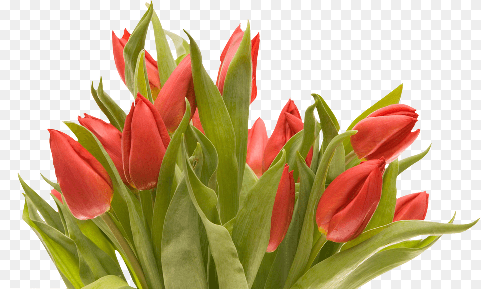 Bouquet Flowers Png