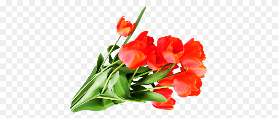 Bouquet Flowers, Flower, Flower Arrangement, Flower Bouquet, Plant Free Png