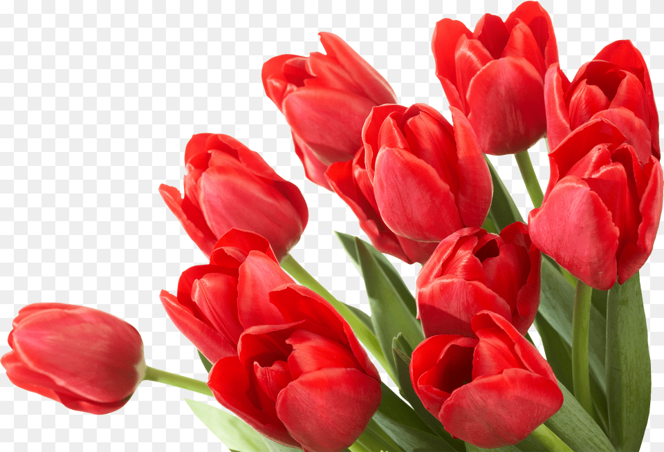 Bouquet Flowers Tulip Flower Png Image