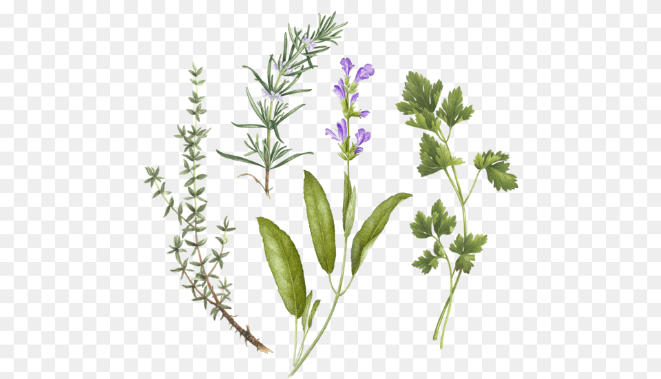 Bouquet Garni Set Bouquet Garni, Flower, Herbal, Herbs, Leaf Png