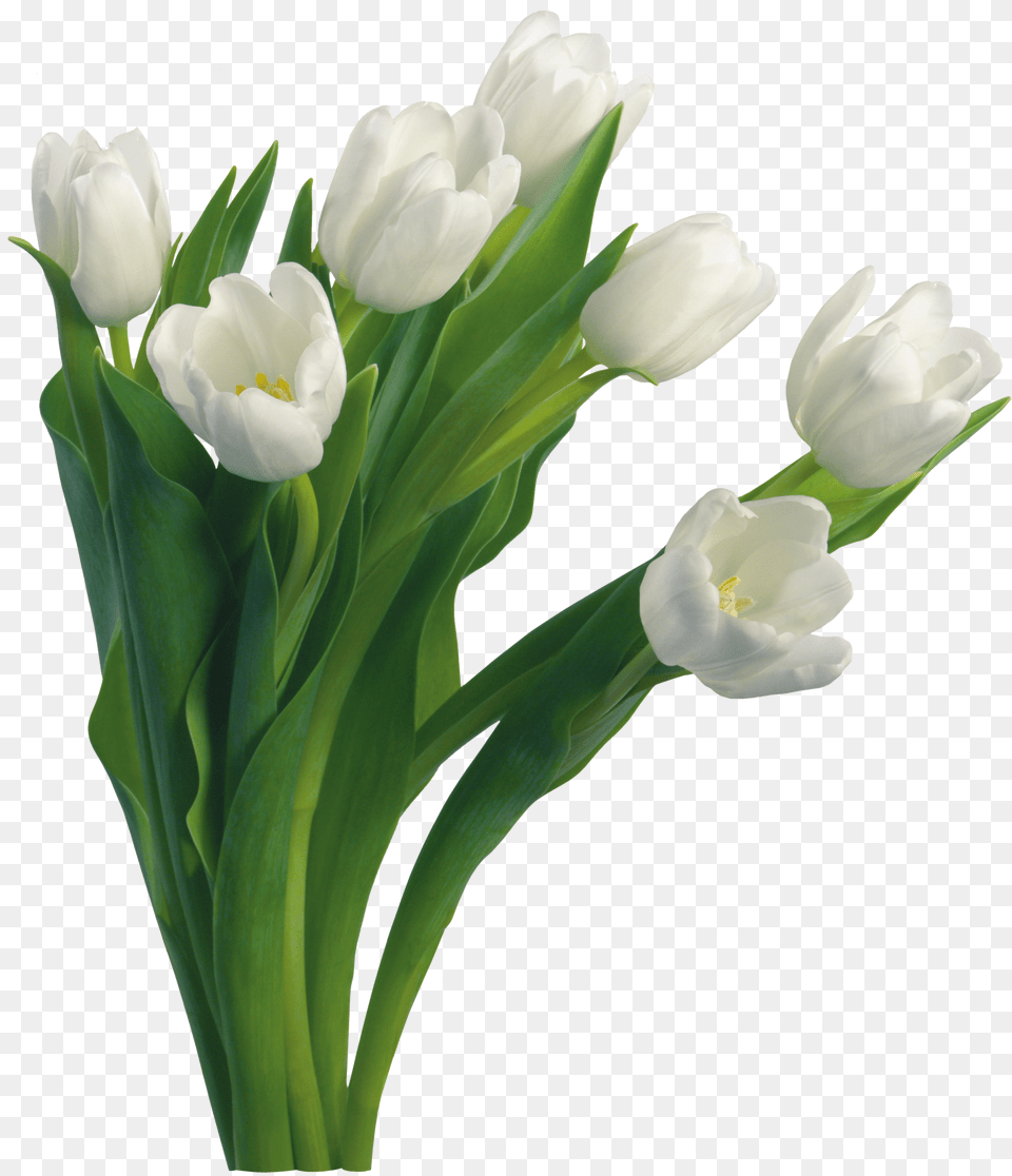 Bouquet Of Flowers Image Purepng Tulips White Flowers, Flower, Plant, Tulip, Flower Arrangement Free Transparent Png