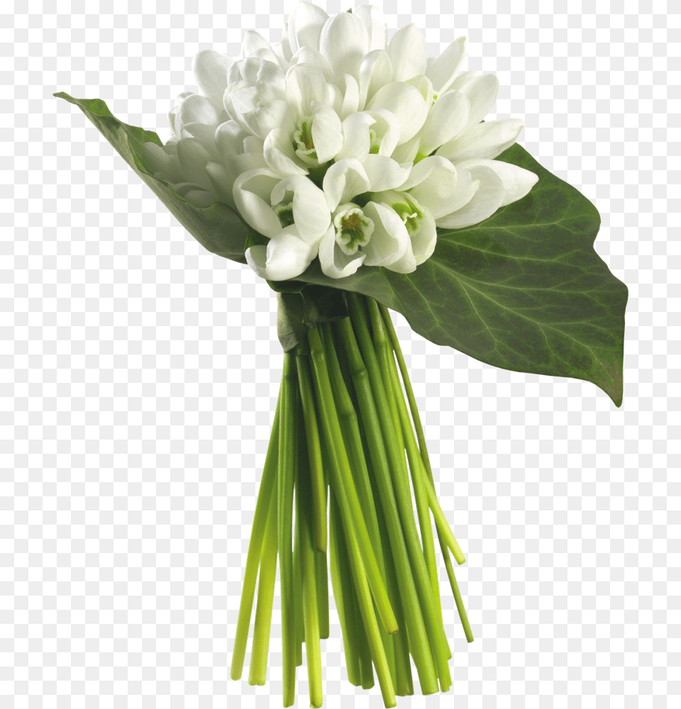 Bouquet Of Jasmine Flowers, Flower Bouquet, Plant, Flower, Flower Arrangement Png