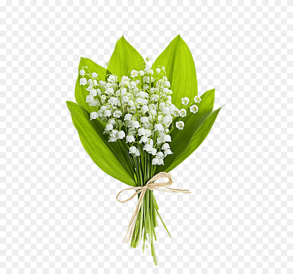 Bouquet Of Lily Of The Valley Flowers, Flower, Flower Arrangement, Flower Bouquet, Plant Free Png
