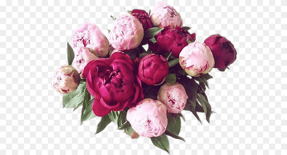 Bouquet Of Peonies Transparent Peony Flowers Bouquet, Flower, Flower Arrangement, Flower Bouquet, Plant Free Png Download