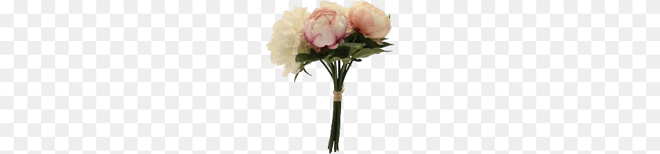 Bouquet Of Pink Peonies, Flower, Flower Arrangement, Flower Bouquet, Plant Png Image