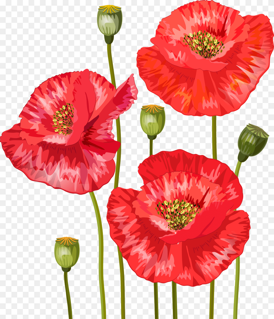 Bouquet Of Red Poppies For Your Design Stock Vector Convite Bodas De Papoula, Flower, Plant, Poppy, Rose Png Image