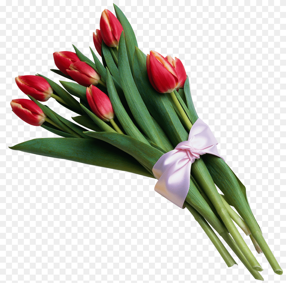 Bouquet Of Red Tulips Transparent Gallery, Flower, Flower Arrangement, Flower Bouquet, Plant Png Image