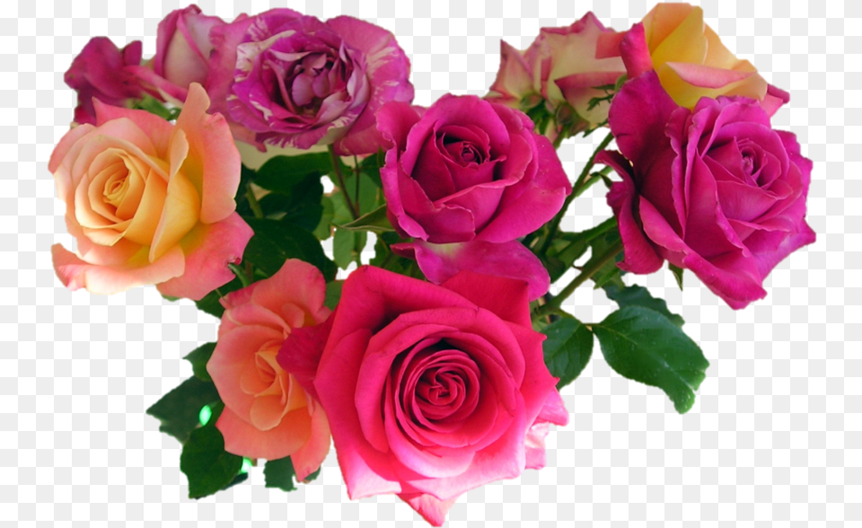 Bouquet Of Roses Hd Rose Flower Bouquet, Flower Arrangement, Flower Bouquet, Plant Png
