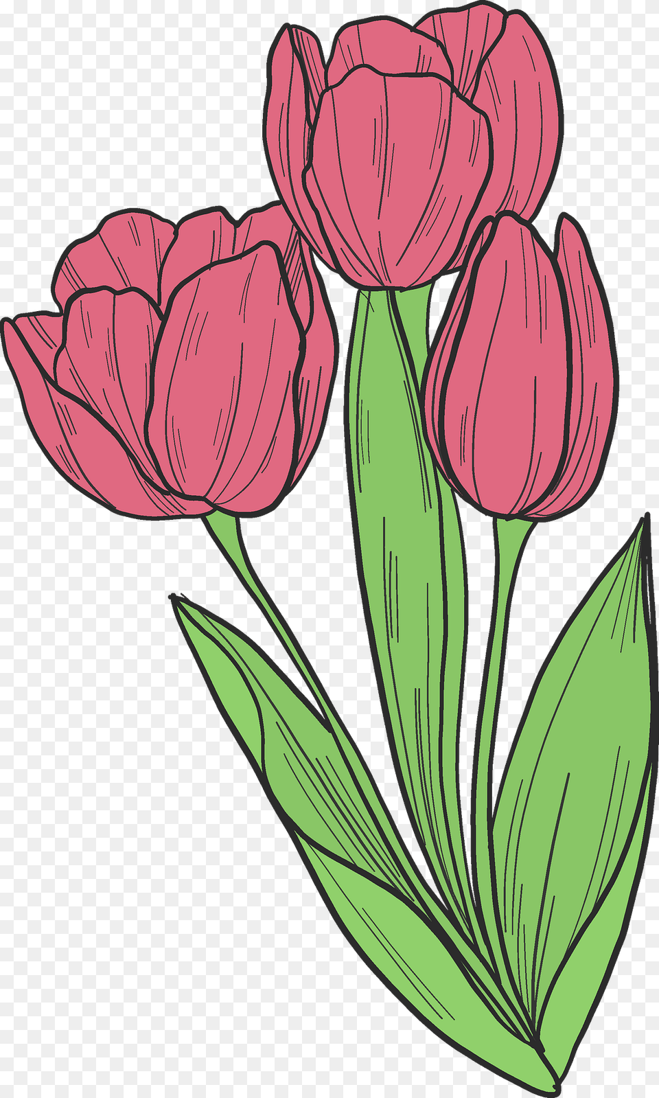 Bouquet Of Tulips Clipart, Flower, Plant, Art, Tulip Free Png Download