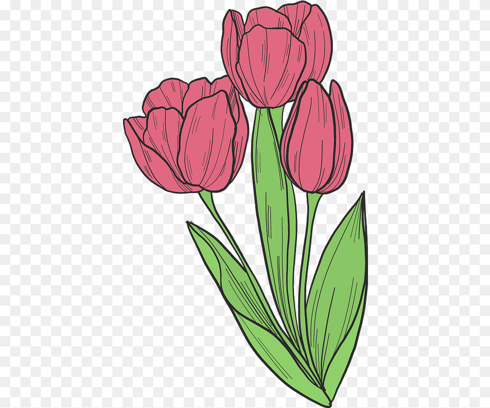 Bouquet Of Tulips Clipart Download Transparent Lovely, Flower, Plant, Tulip, Art Free Png