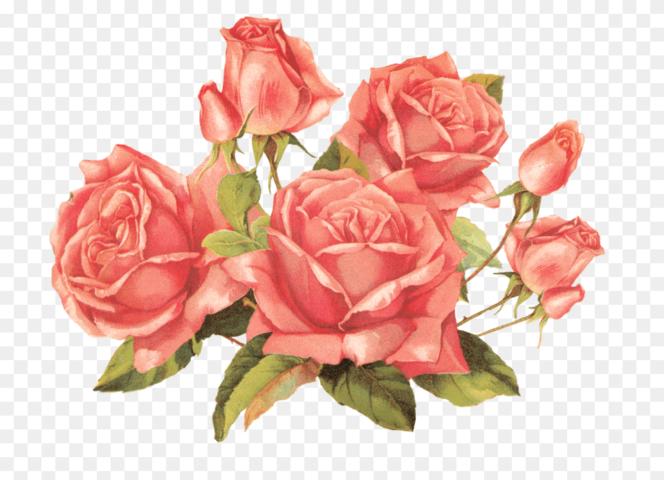 Bouquet Of Vintage Roses, Flower, Plant, Rose, Flower Arrangement Free Png