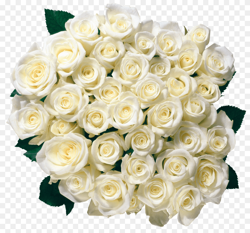 Bouquet Of White Roses, Flower, Flower Arrangement, Flower Bouquet, Plant Free Transparent Png