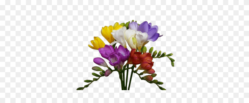 Bouquet Of Yellow Freesias, Plant, Flower, Flower Arrangement, Flower Bouquet Free Png