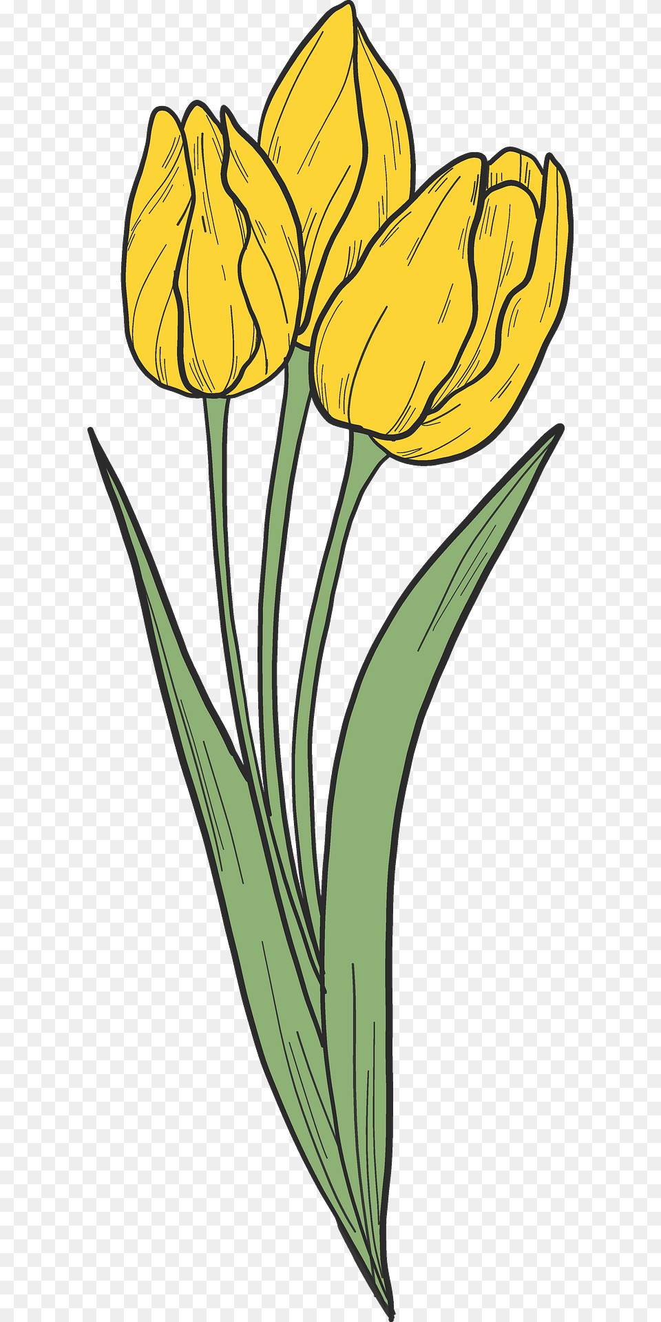 Bouquet Of Yellow Tulips Clipart, Flower, Plant, Daffodil, Petal Free Png Download