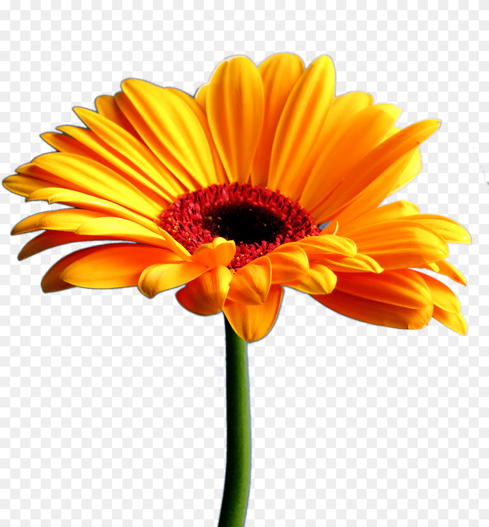 Bouquet Pencil And In Beautiful Full Hd Flower, Daisy, Petal, Plant, Pollen Free Transparent Png