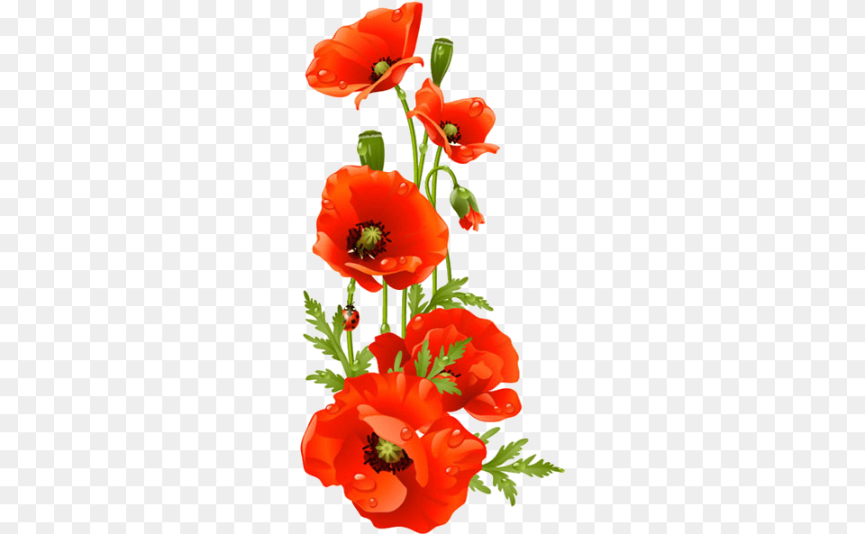 Bouquet Vector Poppy Red Poppy Flower Clipart, Plant, Geranium Free Png Download