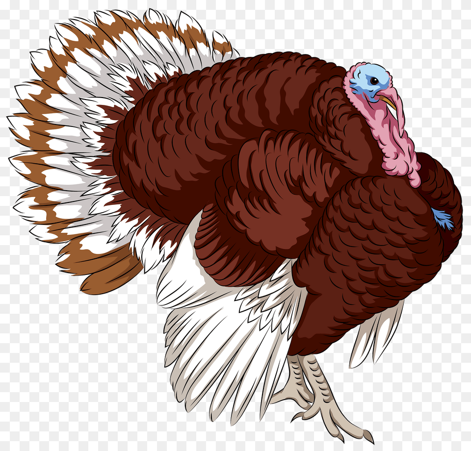 Bourbon Red Turkey Clipart, Animal, Bird, Fowl, Poultry Free Png Download