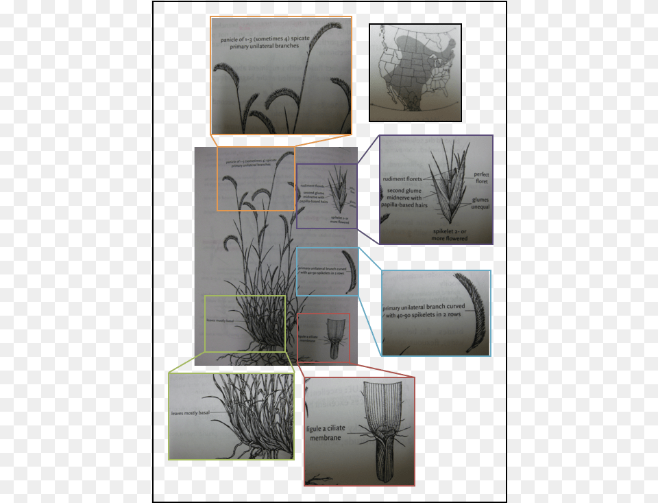 Bouteloua Gracilis Blue Grama Grass Sketch Tree, Plant, Agropyron, Art Free Png Download