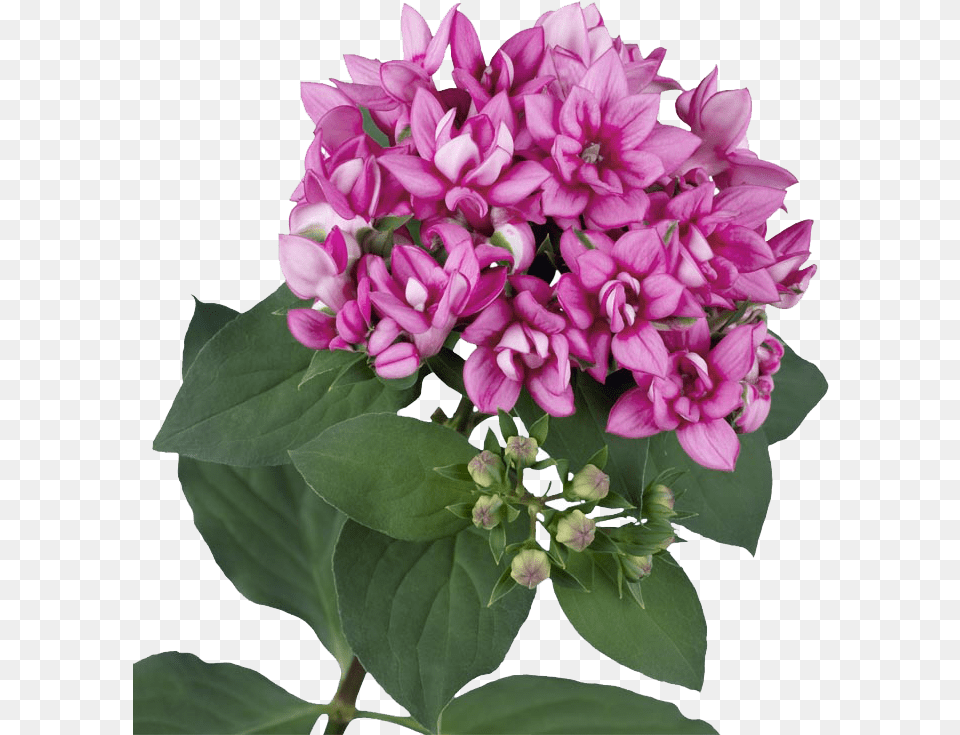 Bouvardia Flowers, Dahlia, Flower, Flower Arrangement, Flower Bouquet Png Image