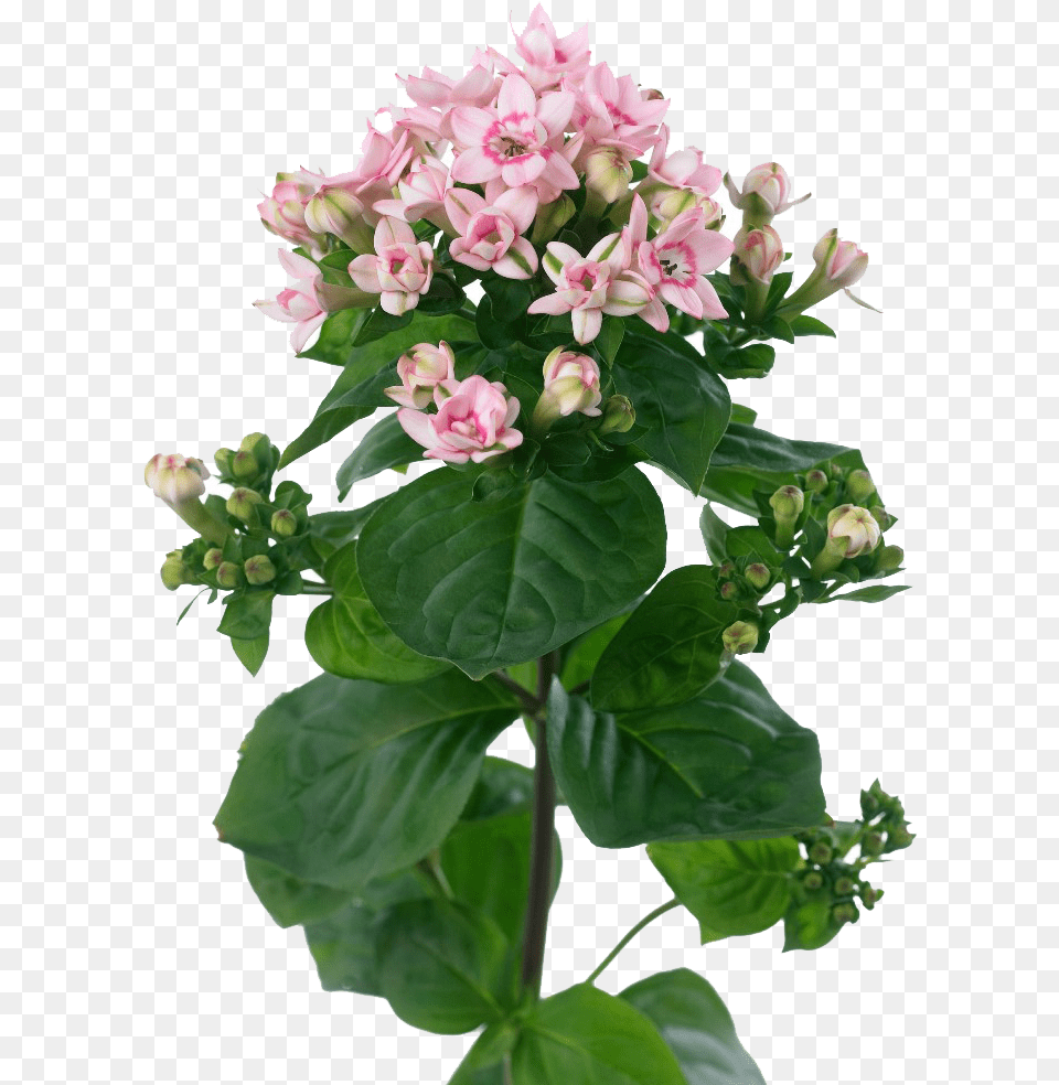 Bouvardia Flowers Transparent Jasmine, Flower, Flower Arrangement, Flower Bouquet, Geranium Free Png