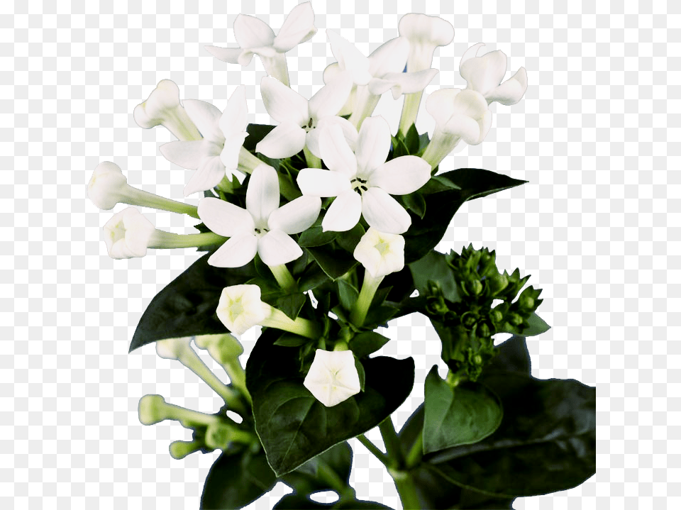 Bouvardia White Flower, Flower Arrangement, Flower Bouquet, Plant Png Image