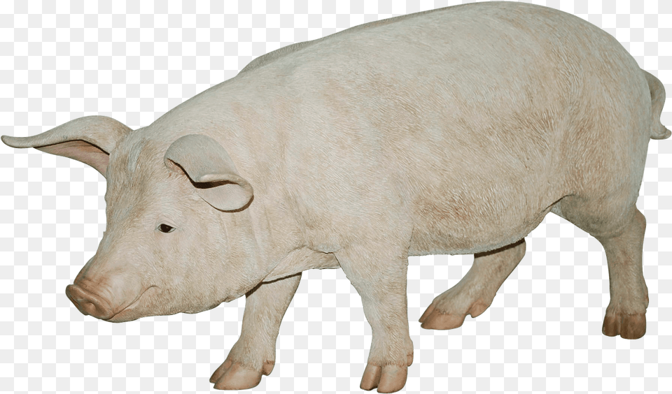 Bovine Feline Canine Etc, Animal, Boar, Hog, Mammal Free Transparent Png