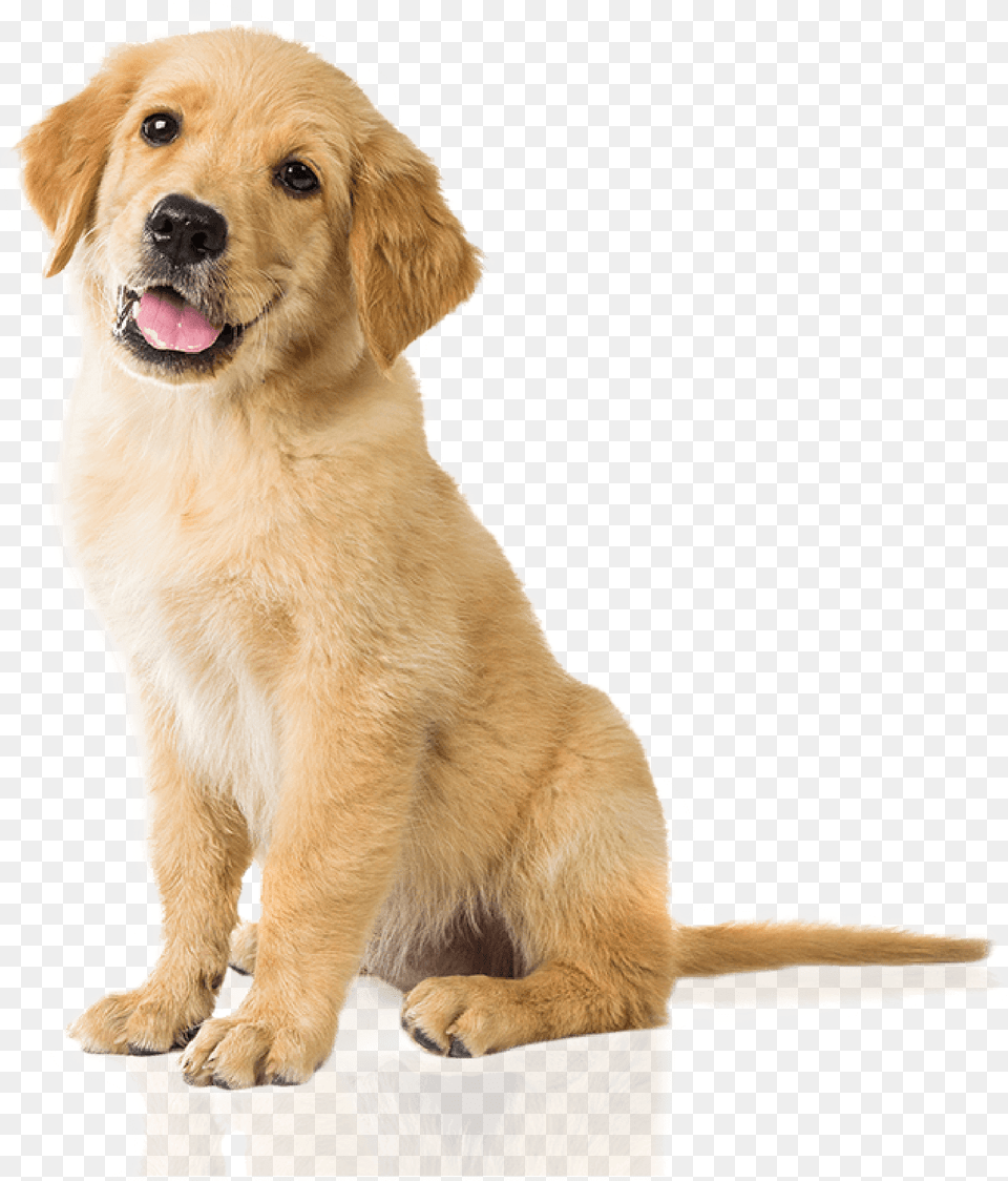 Bow Wow Gourmet Dog Treats Are Healthy Natural Low Golden Retriever, Animal, Canine, Golden Retriever, Mammal Png Image