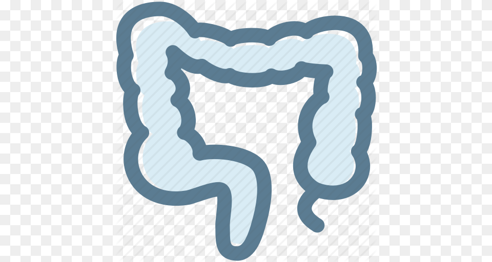 Bowel Colon Digestion Human Internal Organ Large Intestine Icon, Home Decor, Cushion Free Png Download